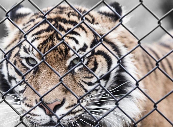 Wallpaper tiger, 5k, Animals 9051710860